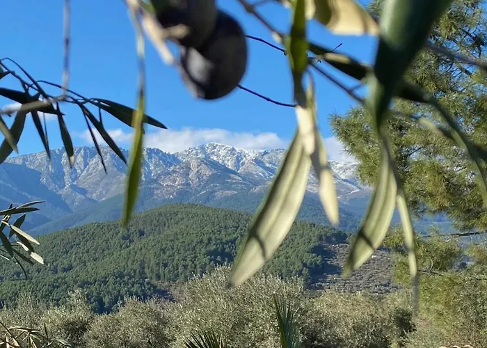 Olivar De Gredos * Arenas de San Pedro